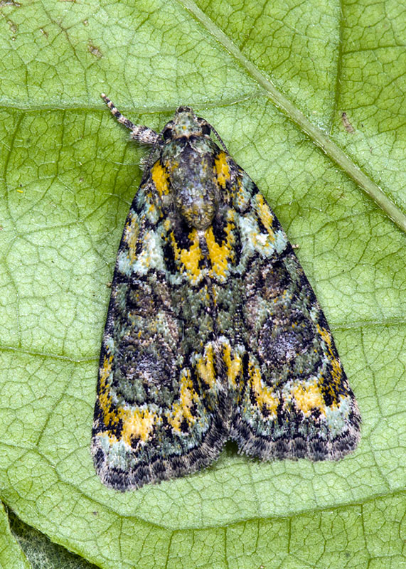 Cryphia (Euthales) algae, Noctuidae